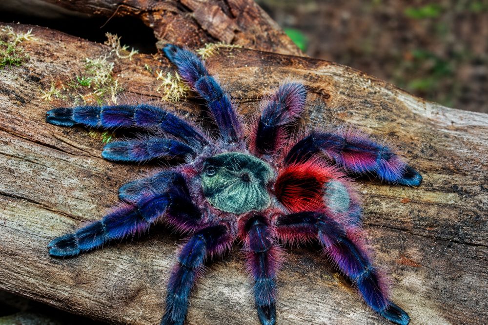 Pui 1,5 cm Caribena versicolor Tarantula Martinique Pinktoe Antilles Tree Spider Tarantulă Arboricolă Păianjen Exotic Colorat Arahnid Terariu Exotic