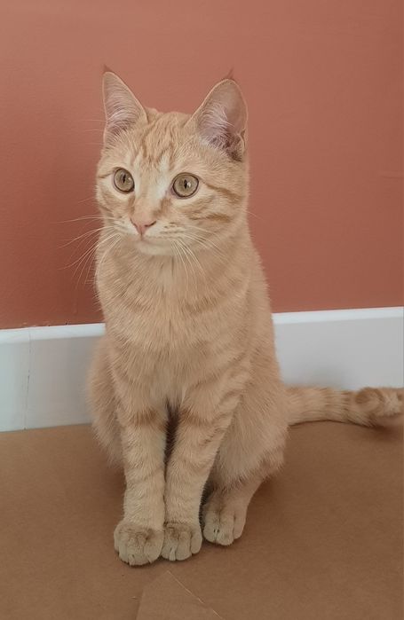 кот в добрые руки