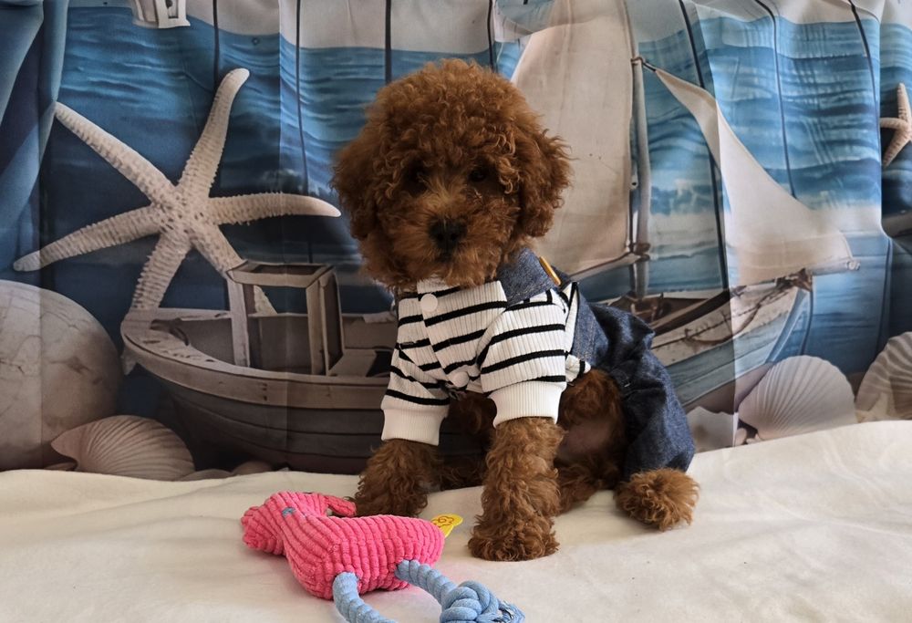 Пудел той  Poodle toy с родословие