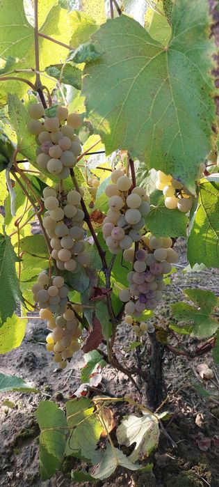 Vand struguri hibrid pentru vin