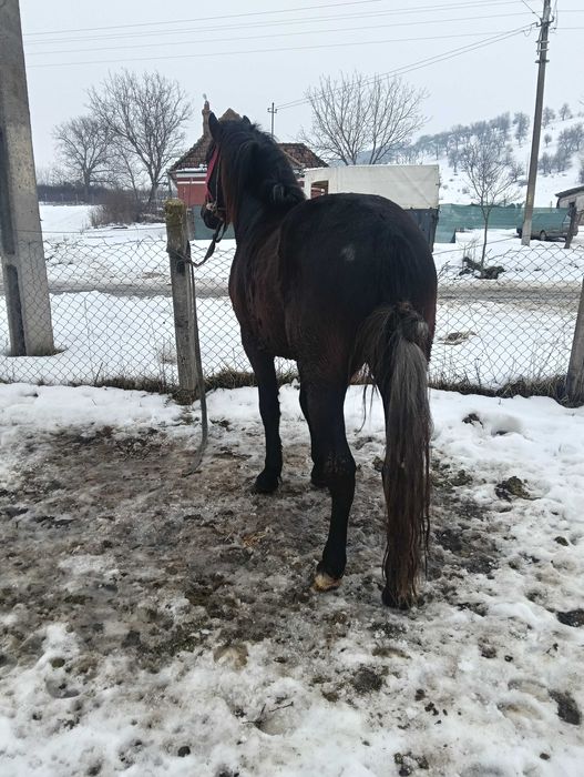 Mânz de vanzare de 2 ani