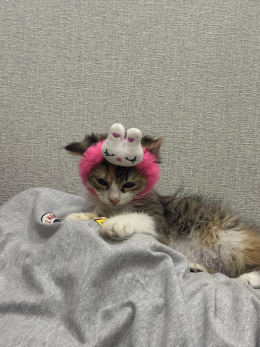 Котенок бесплатно