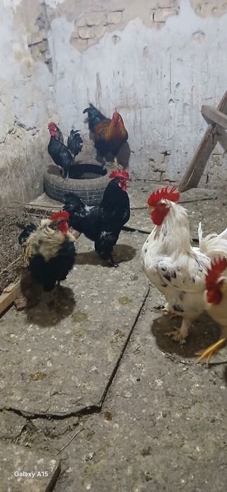 Хурозлар сотилади срочна