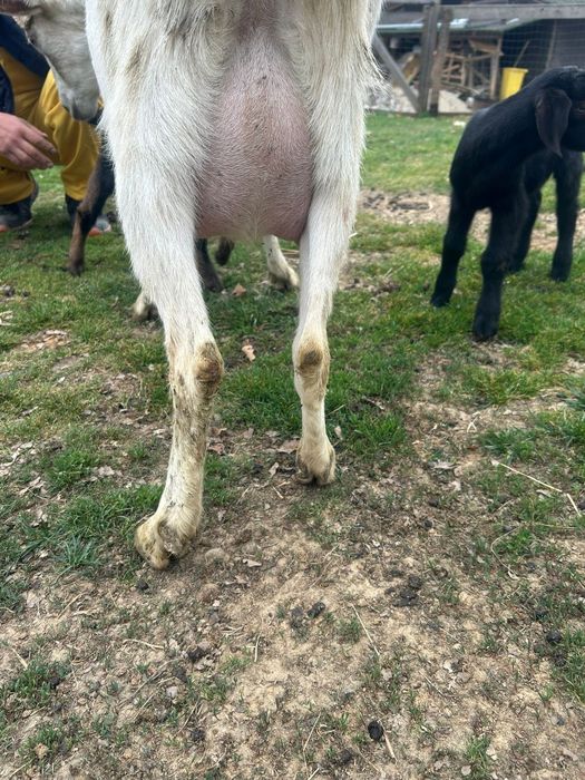 Vind căprițe la prima fătare la alegere