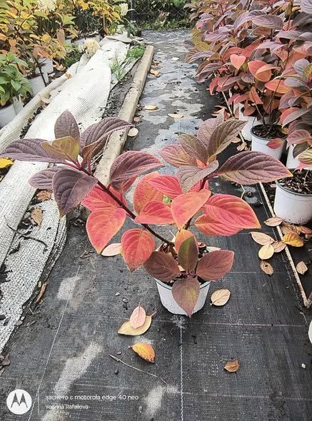 Хортензия за слънце / паникулата