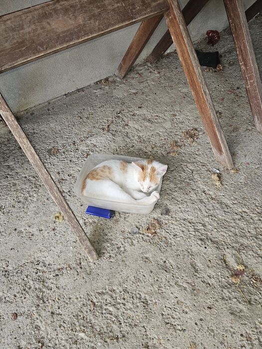 Adoptie pisici frumosi