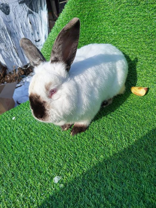 Продам Миксов кроликов