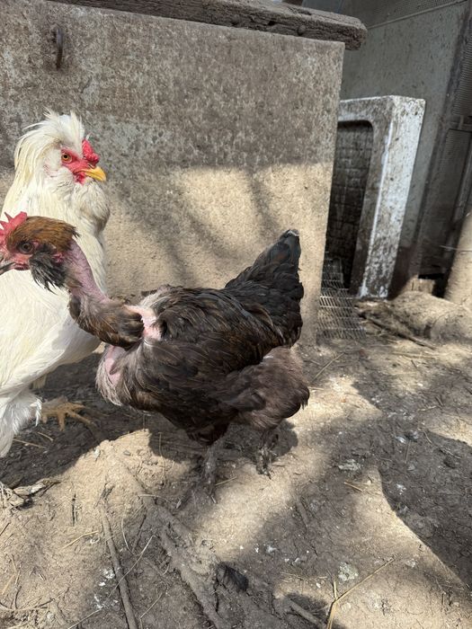 Vand sau schimb gaini motate incaltate barboase golase