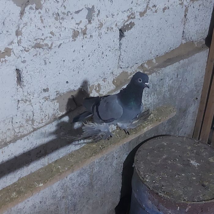 Сизи самка гребля тяга игра