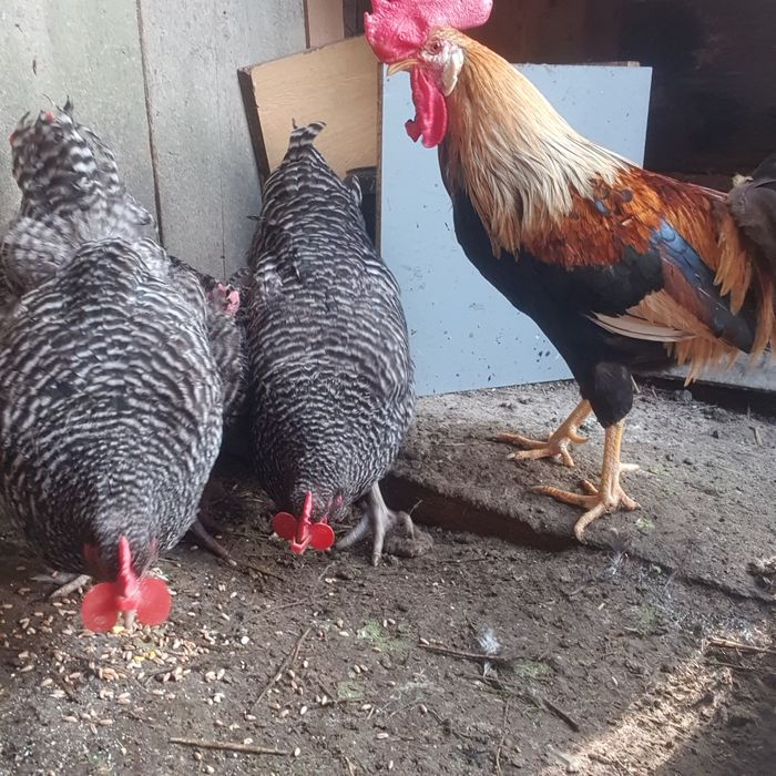 Gaini de vanzare!