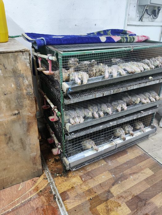 Перепёлка плюс клетка