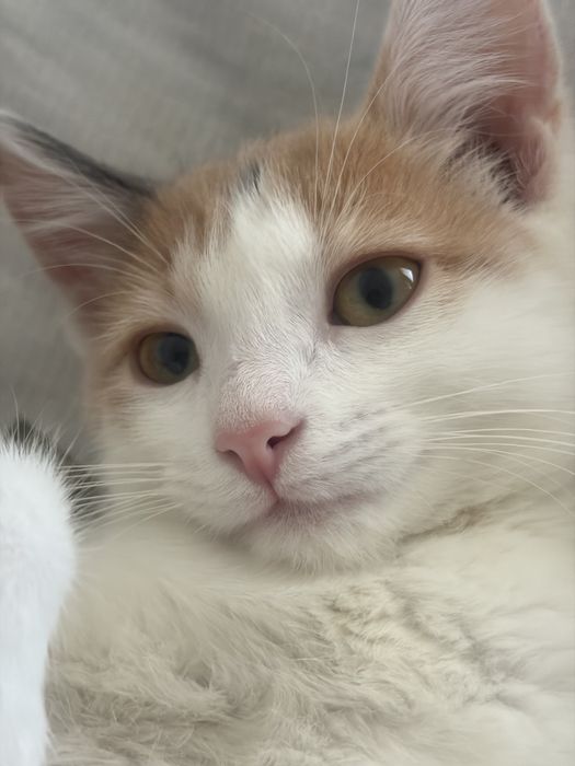 Кошка,котенок в добрые руки !
