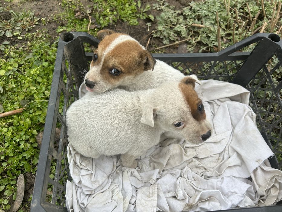 Джак Ръсел мъжки кученца