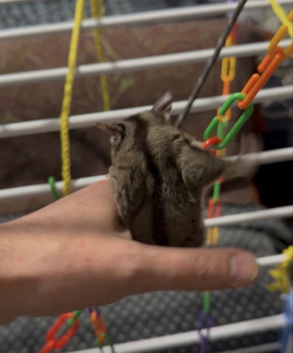 Veverita zburatoare - Sugar Glider + cușca si acceso