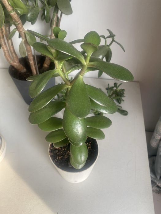 Денежное дерево Крассула Толстянка