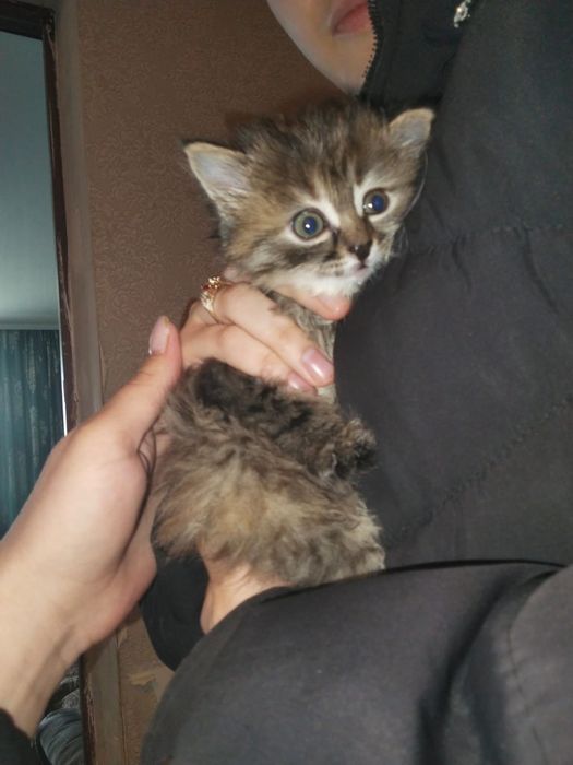 Отдам два котенка бесплатно