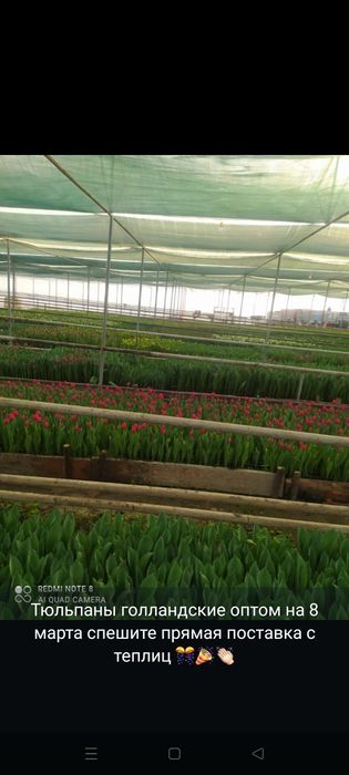 Тьюльпаны оптом с теплицы