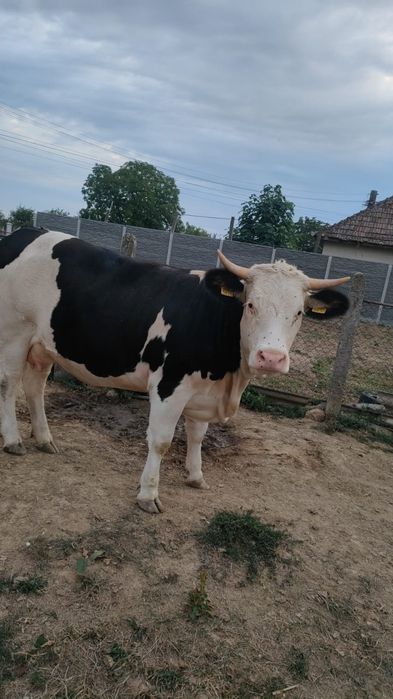 Vacă Jurincă gestantă, un an jumate