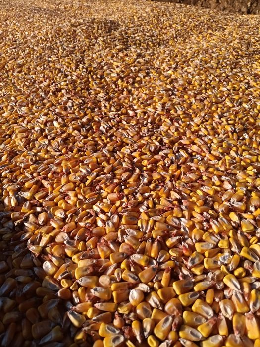 Vând porumb și orz