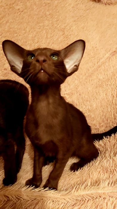 Braun orient kittens , бронь