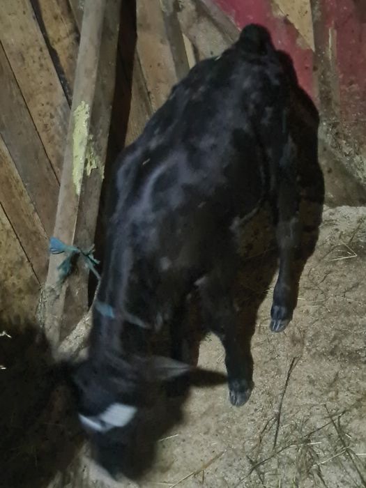 Vitica angus 2 saptamhni suge la biberon și un tauras belgian