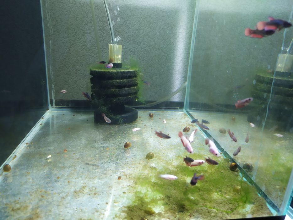 Продам рыбок и растения без со2