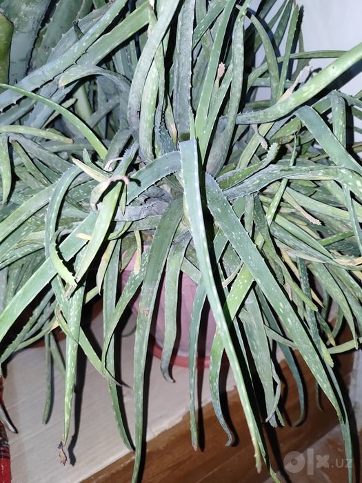 Aloe gullari sotiladi