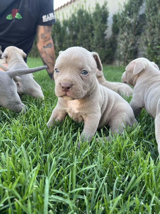 Продават се pitbull/bully