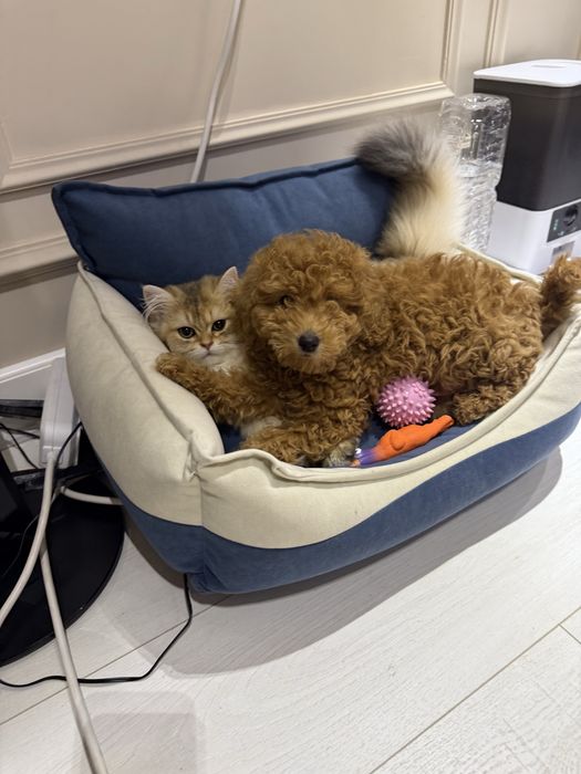 мальтипу продается