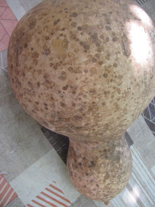 Тиква Кратуна узряла, суха ,твърда пълна със Семена , може за колекция