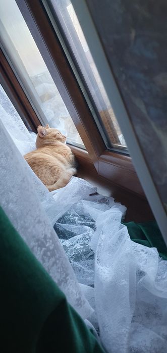 Котик 7 месяцев ( Персик)