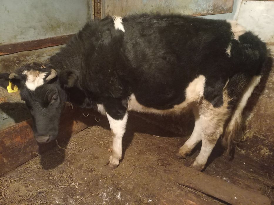 Коровы и быки продаю