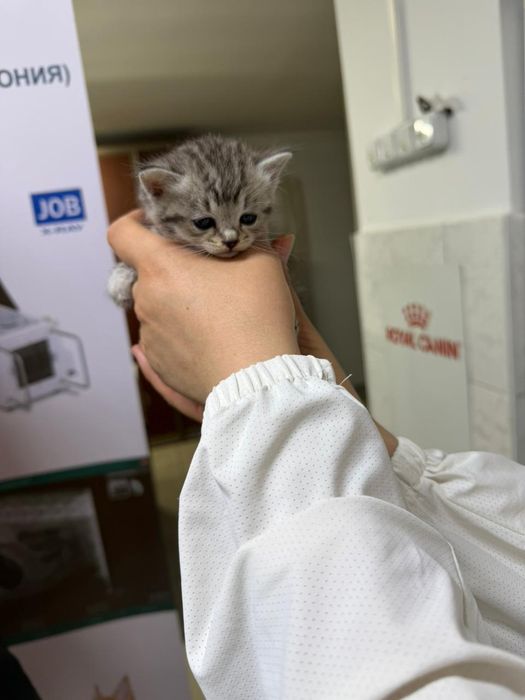 Британские девочки 1,5 мес