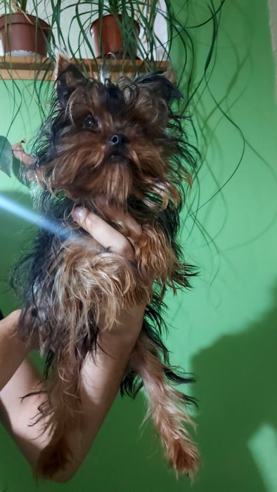 Мини йоркширски териер/ йорки