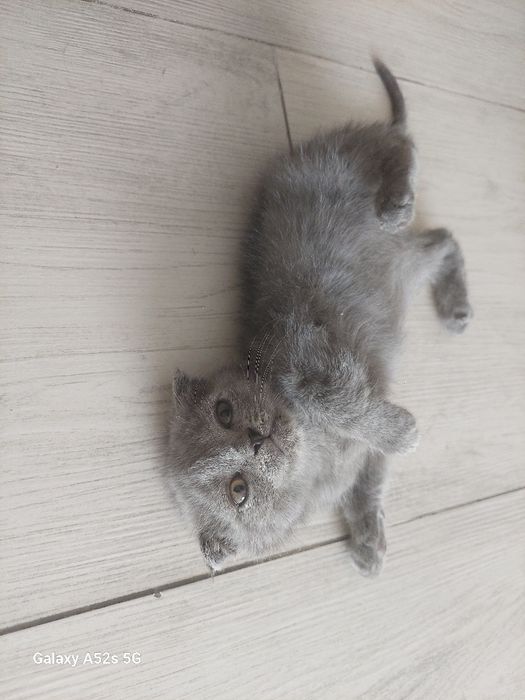 Sgotish fold.mushuklar