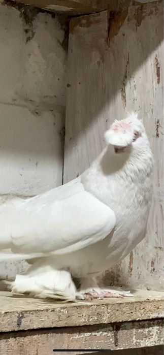 Голуби вольерные