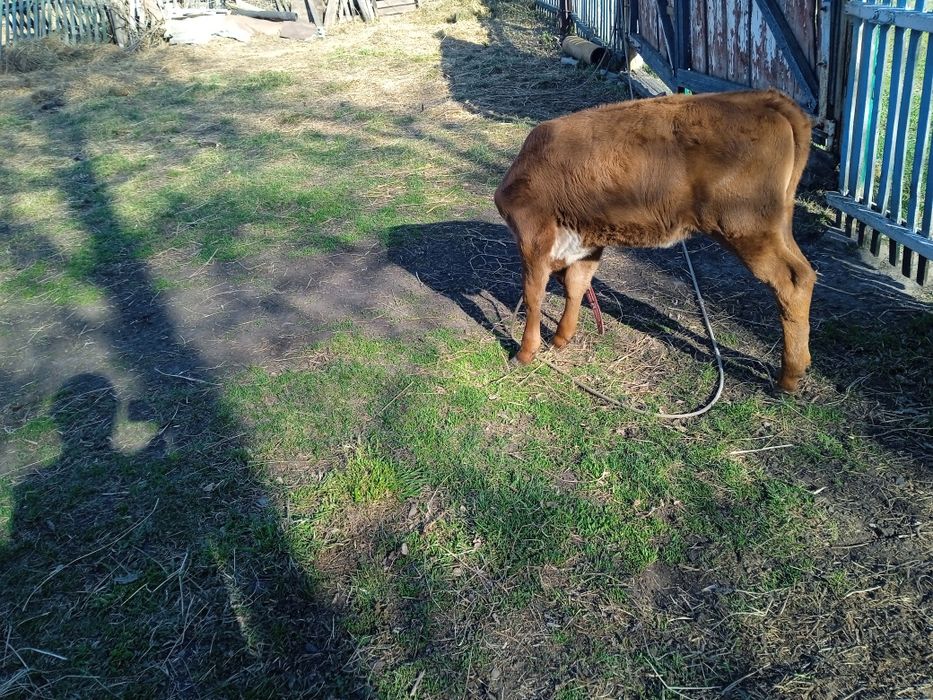 Продам тёлочку возрасте 2 месяцев