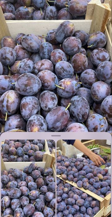 Prune   Lepotica