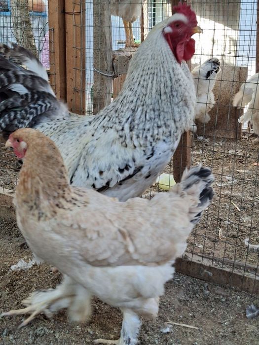 Zotli Brama Tovuq Va Xoʻrozlari 3 Tovuq Va 1 Xoʻroz Tuxumga Kirgan