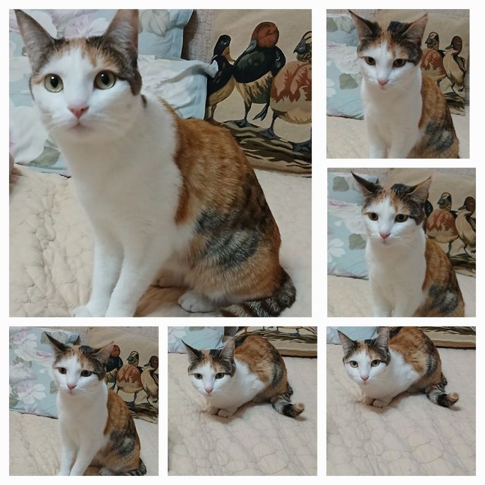 Лилу- только в надежные ручки!