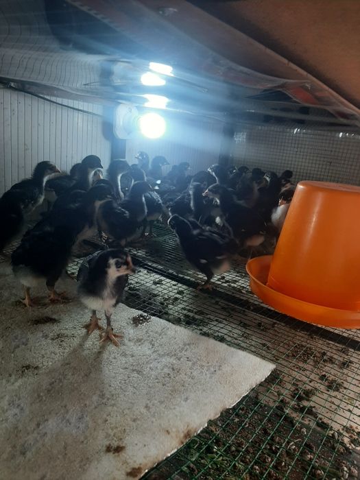 Qora Andijon toviģi jojasi