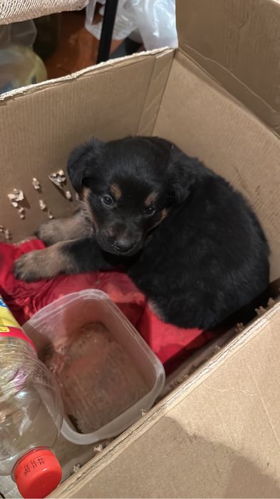 Айфон 14 про макс