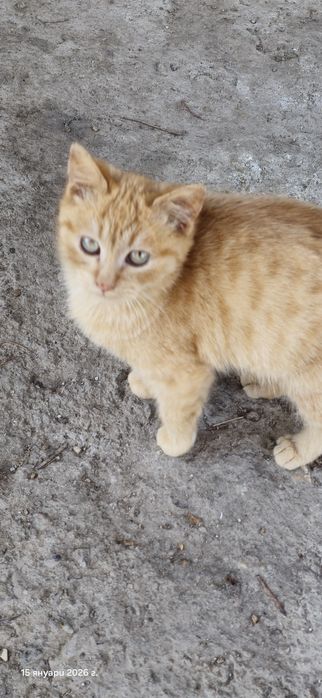 Котенца търсят дом