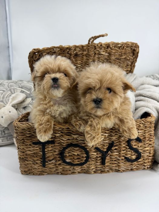 Малтипу Микро Супер мини