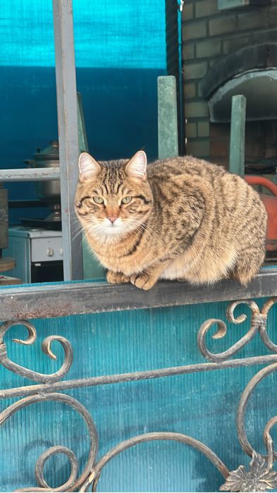 Пропал кот Район Мирный,Карбшева