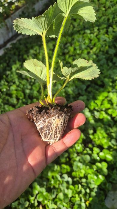 Продам рассаду разных сортов