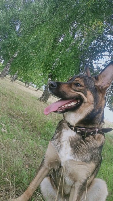 Отдадим щенков в хорошие руки