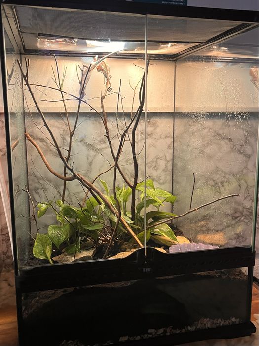 Vand 2 cameleoni cu terariu