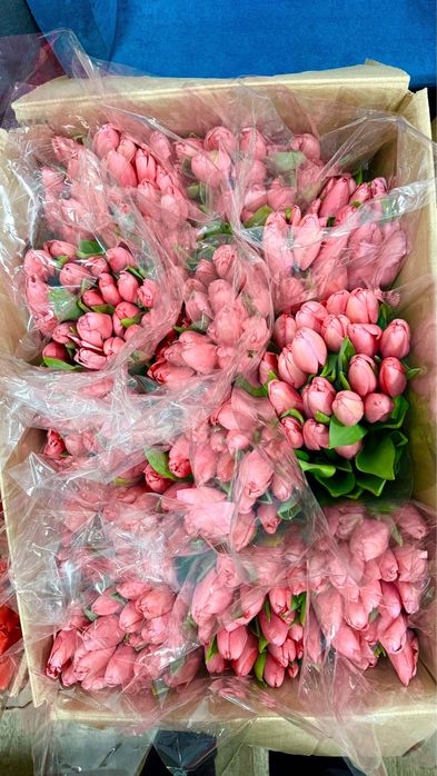 ТЮЛЬПАНЫ 800тг местные 60см