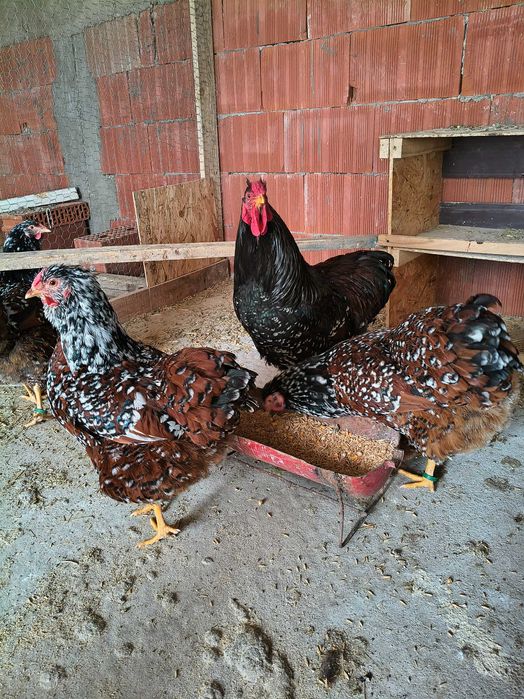 Vând ouă pentru incubat de wyandotte porțelan